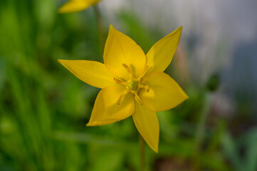 Flowers of yellow tulips on green grass macro. Romantic Tulipa Sylvestris in spring. Field close-up. Flowers. Floral background for design, postcards, posters, banners.