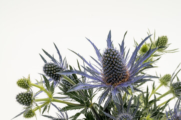 Distel