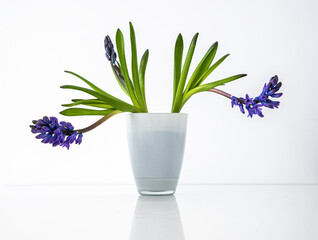 bouquet of hyacinths on a white background with reflection