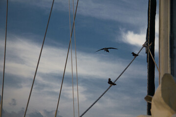 three little birds on a wire