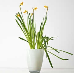 bouquet of flowers on the white wall, narcissus