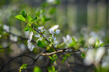 Prunus cerasus. Sour cherry, tart cherry, or dwarf cherry. Blossoms. Flowering branches. Home garden in the spring.