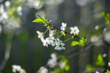 Prunus cerasus. Sour cherry, tart cherry, or dwarf cherry. Blossoms. Flowering branches. Home garden in the spring.