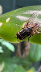 fly on leaf