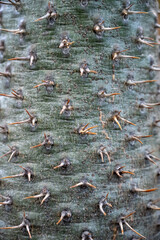 Pachypodium lamerei, madagascar palm. Beautiful Cactus in the garden.