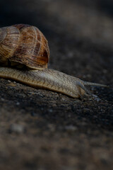 Eine Schnecke auf dem Feldweg