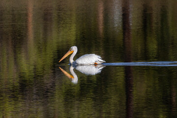 American White Pelicans
