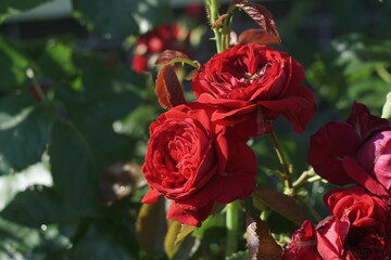 Red rose. Red rose close up