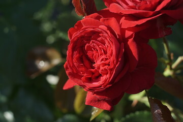 Red rose. Red rose close up