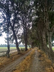 road in the woods