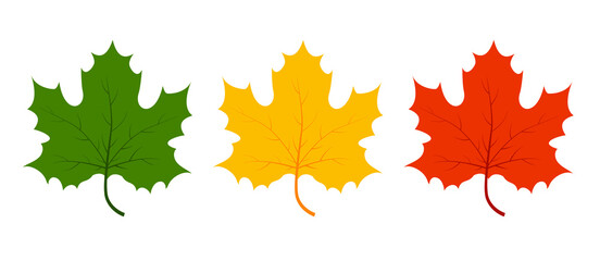 Various autumn maple leaves on white background. Vector illustration autumn fallen leaves. Leaf in red, yellow, and green colors. Autumn background.