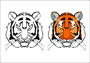 Coloring book with a tiger. Orange palette. Contour and color tiger. Vector on a transparent background. It is convenient for printing on T-shirts, for hobbies.