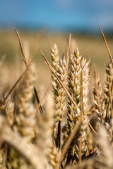 Ein Feld im Sonnenschein