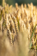 Getreidefeld im Sonnenschein
