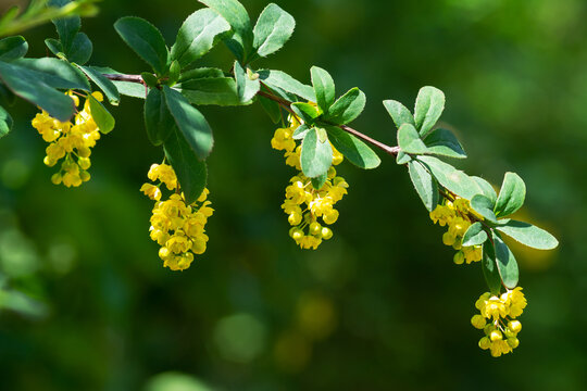Flowering branches of the common barberry close-up. Berberis vulgaris blooms in the summer park