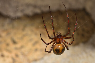 Closeup picture of the giant European cave spider Meta menardi (Araneae: Tetragnathidae), an orbweaver photographed in its web in a karst cave in the Swabian Alb. 