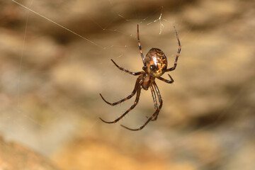Closeup picture of the giant European cave spider Meta menardi (Araneae: Tetragnathidae), an...