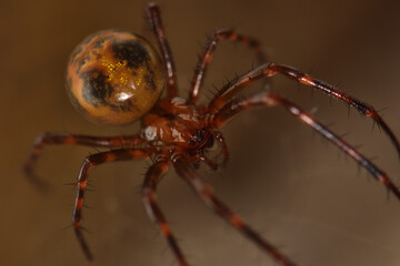 Macro picture of the giant European cave spider Meta menardi (Araneae: Tetragnathidae), an orbweaver photographed in its web in a karst cave in the Swabian Alb. 