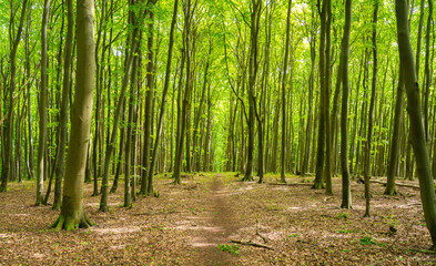 Wanderweg im Buchenwald