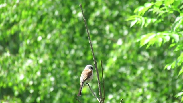 Shrikes (Latin Lanius, from lanius "butcher", "executioner", "sacrificing") sitting on a tree branch. The shrike Zhulan sits on a green branch. Video