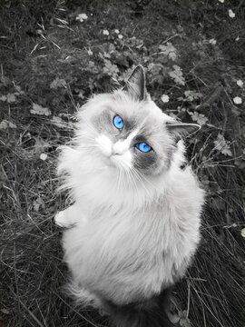 Sapphire Eyes