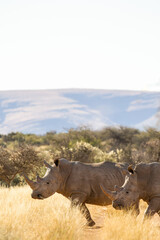 White rhinoceros on a game farm in South Africa © Kim