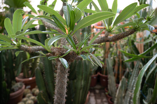Thorny madagascar cactus, Pachypodium Lamerei Drake plant.