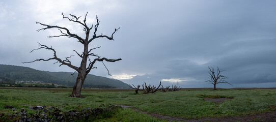 Porlock Marsh somerset England uk lone dead tree