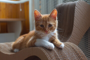 Portrait of a red-haired kitten in an apartment on a sunny day. Kyiv. Ukraine
