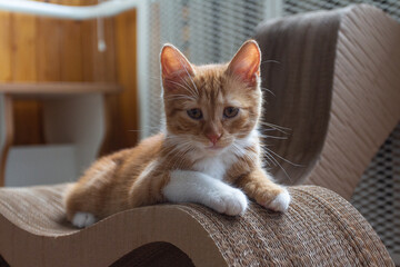 Portrait of a red-haired kitten in an apartment on a sunny day. Kyiv. Ukraine