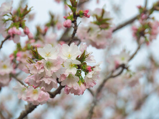 春の花　満開の桜の花