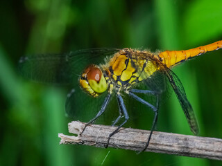 dragonfly 137