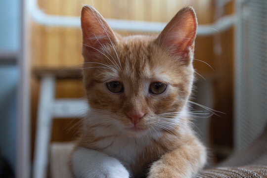 Portrait of a red-haired kitten in an apartment on a sunny day. Kyiv. Ukraine
