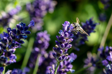 Biene auf Lavendel