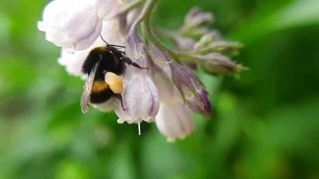 The bumblebee pierces the petal to get to the nectar. Bumblebee collects nectar on a flower (comfrey). Slow-motion macro photography.