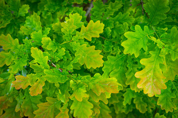Green oak leaves background. Plant and botany nature texture