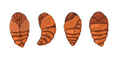 Silkworm pupae from different sides.