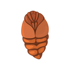 A silkworm pupa on a white background.