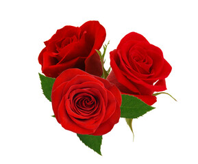 Bunch of rosy roses isolated on white 