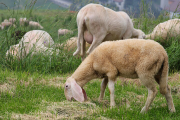 Obraz na płótnie Canvas sheep while grazing the grass with short fleece for the production of fine wool and long ears