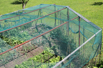 vegetable garden with lettuce and vegetables protected by a large green anti-hail net to protect the garden even from birds that eat the vegetables