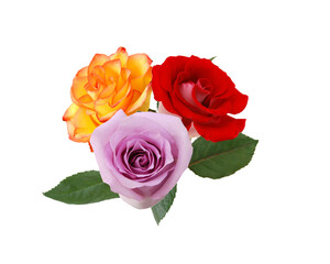 Bunch of rosy roses isolated on white 