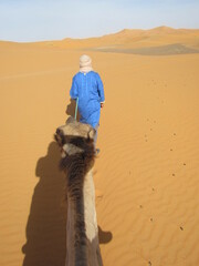 camel in the desert