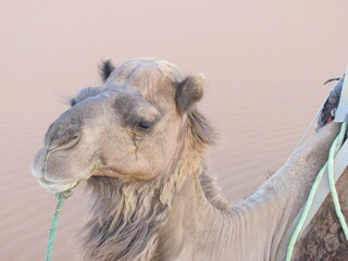 portrait of a camel