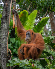 Sumatra Orang Utan