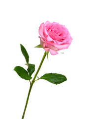 Bunch of rosy roses isolated on white 