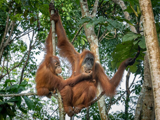 mother with child Sumatra Orang Utan