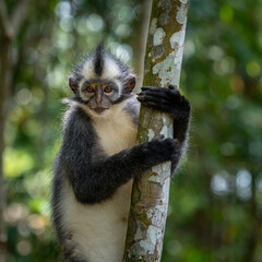 Thomas Langur