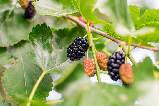 ripe mulberry berry close-up against the background of green foliage