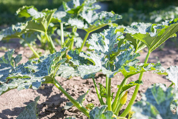 Zucchini plant with lot of fruits in a vegetable garden. Fresh green zucchini grows in the garden between the leaves. Organic vegetable on the farm. The concept of growing and caring for agriculture.